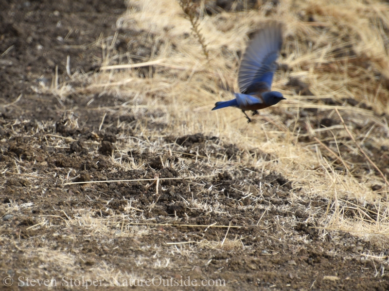Western bluebird flying