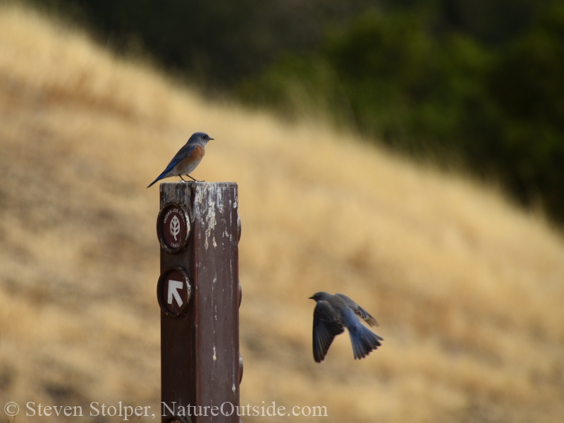 Western bluebirds