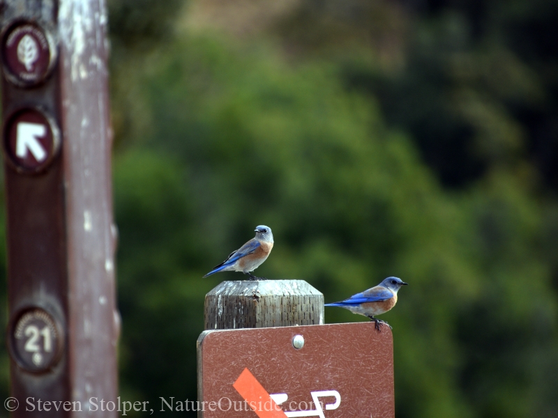 Western bluebirds