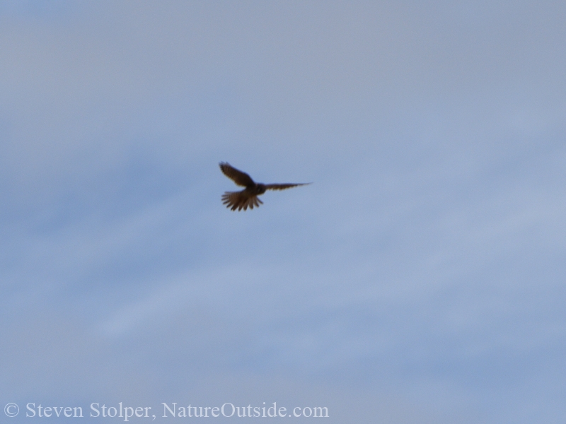 hovering kestrel