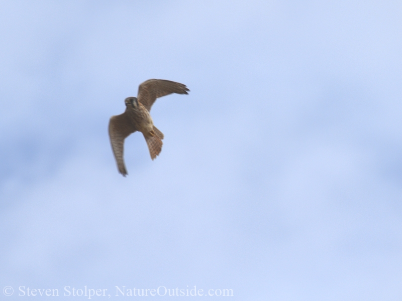 Kestrel searching the ground below for prey