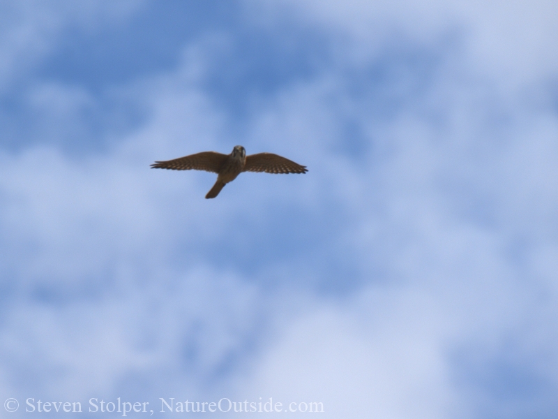 kestrel gliding