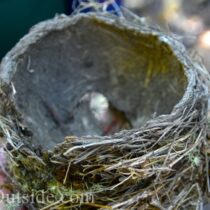 Band-tailed pigeon Santa Cruz Mountains