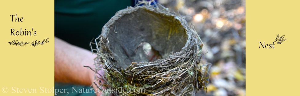 The Robin’s Nest – How to Identify Bird Nests