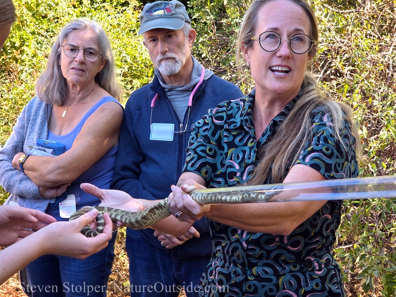 rattlesnake in the tube