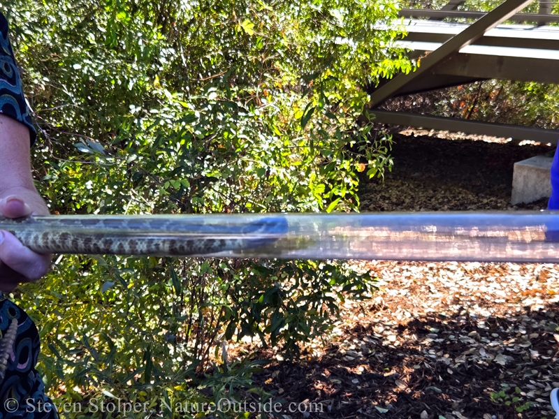 rattlesnake in the tube