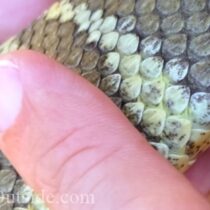 touching Northern Pacific Rattlesnake