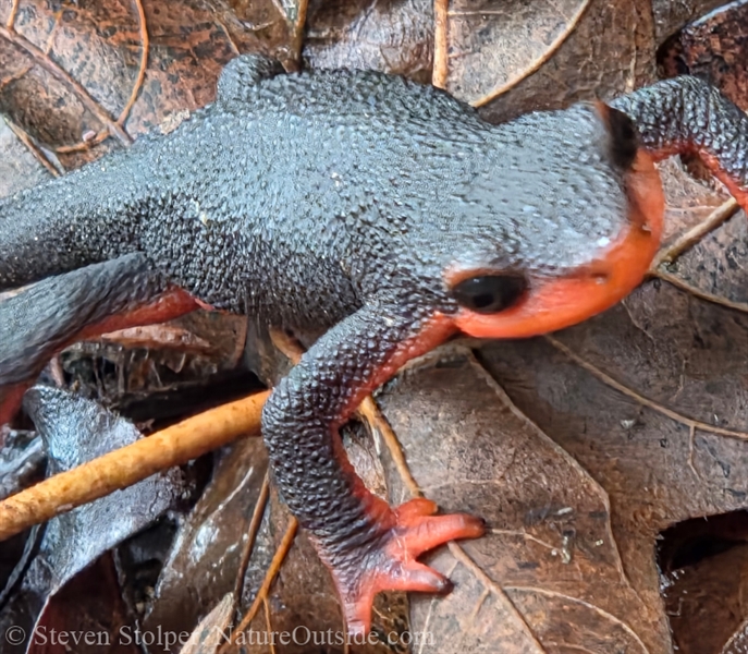 Red-bellied Newt