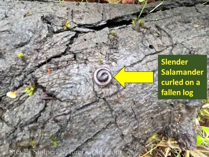 Slender Salamander curled