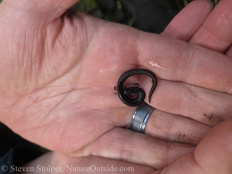 Slender Salamander