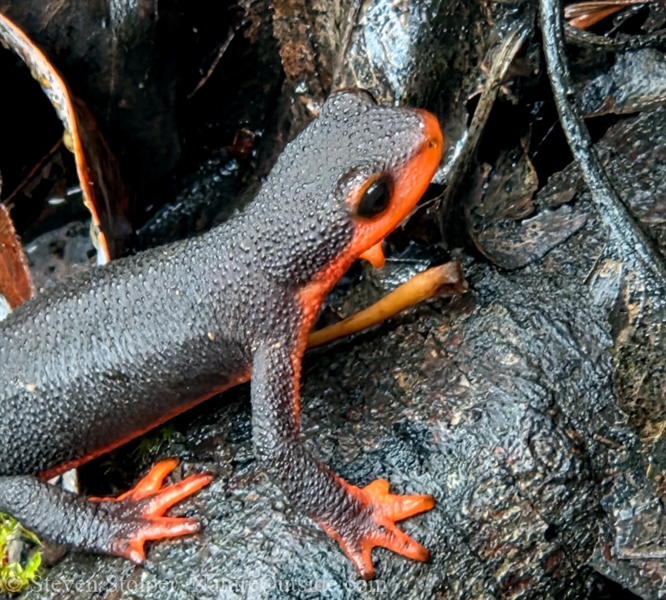 Red-bellied Newt (Taricha rivularis)