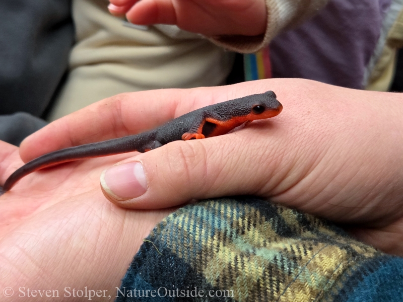 Red-bellied Newt (Taricha rivularis)