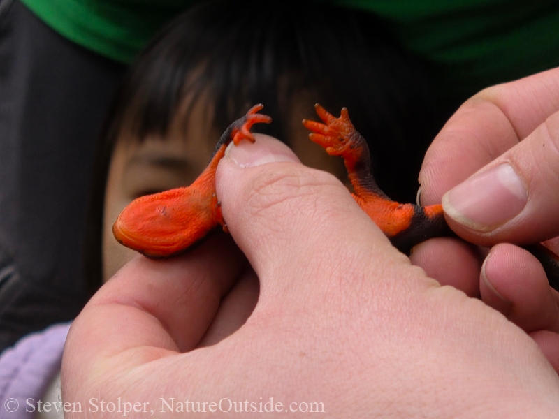 Red-bellied Newt (Taricha rivularis)