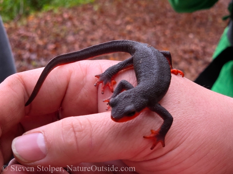 Red-bellied newt on hand