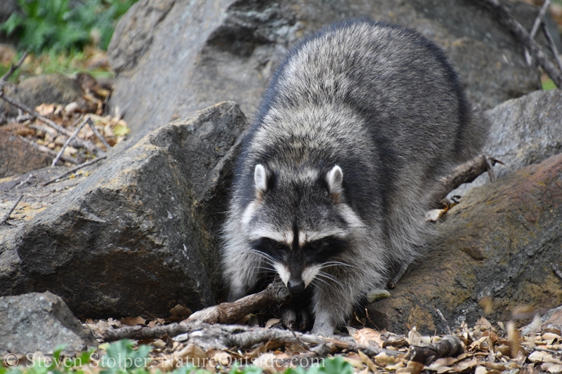 Raccoon foraging