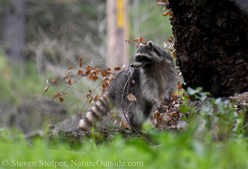 Raccoon at base of tree