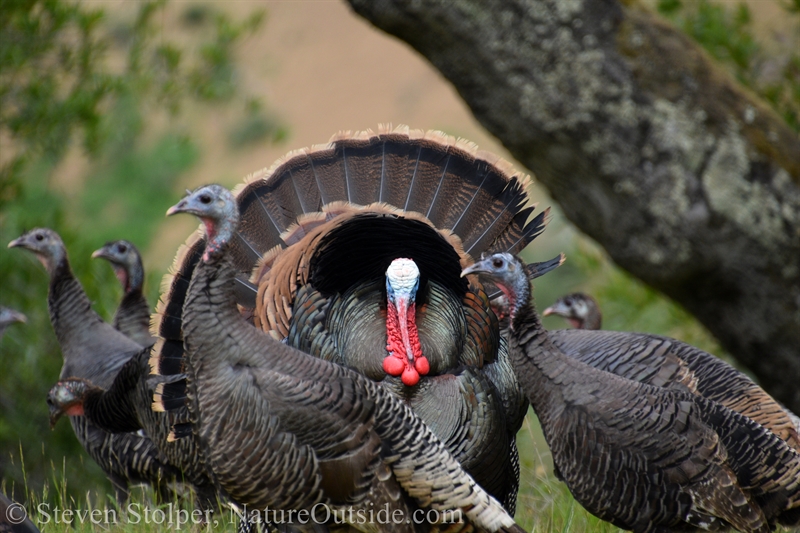Tom turkey pursuing females