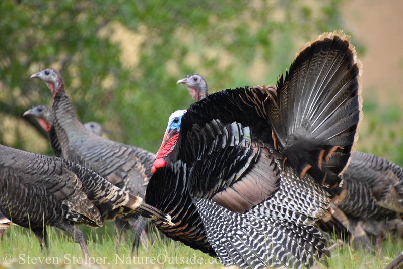 wild turkeys