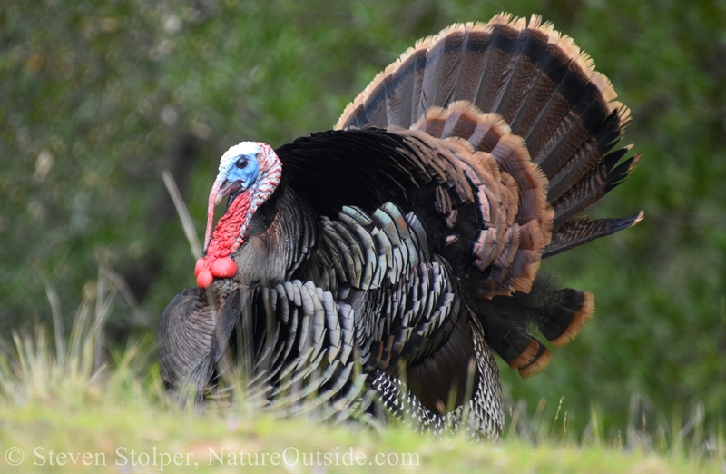 male wild turkey