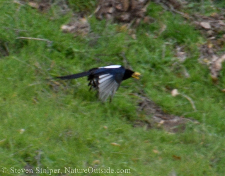 Yellow-billed magpie flying