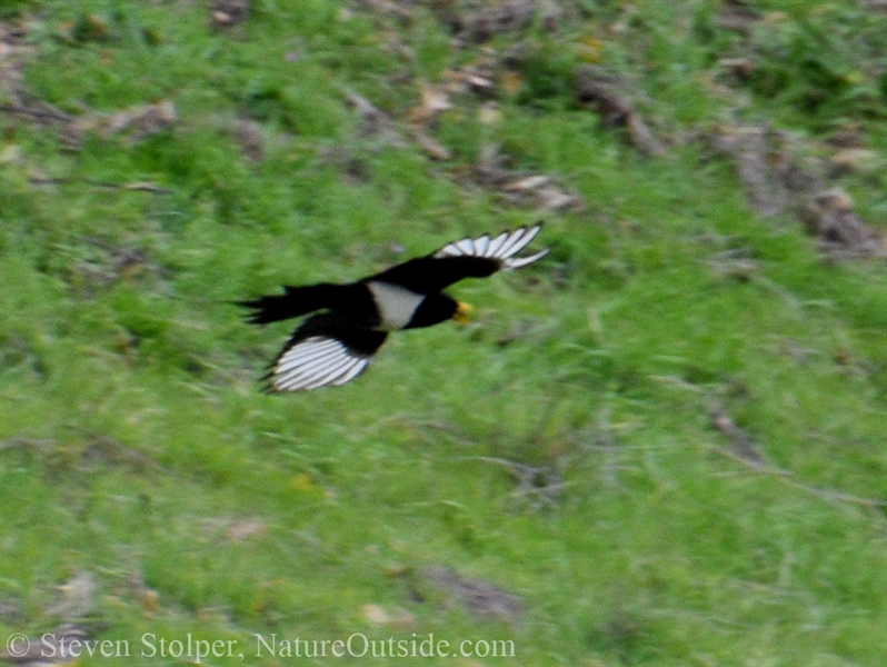 Yellow-billed magpie flying
