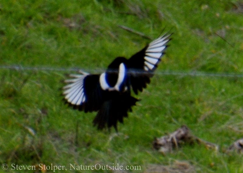 Yellow-billed magpie flying