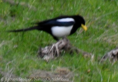 Yellow-billed magpie on the ground
