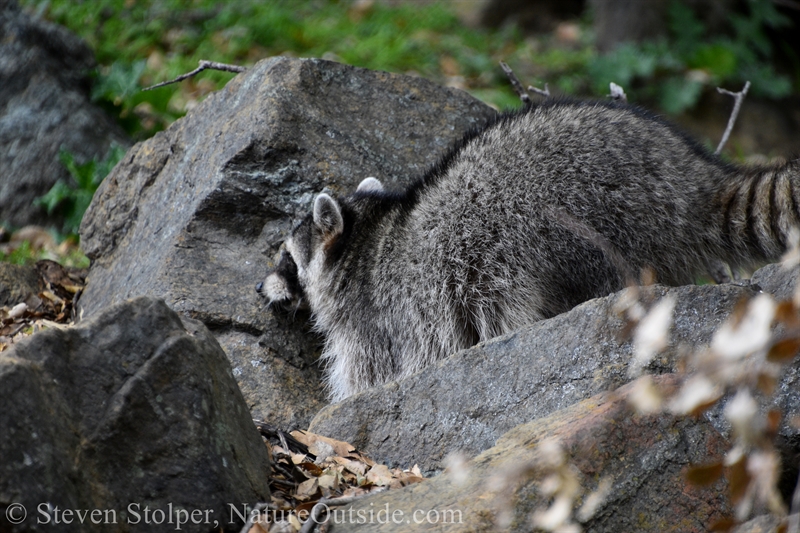 Raccoon reaching under rock
