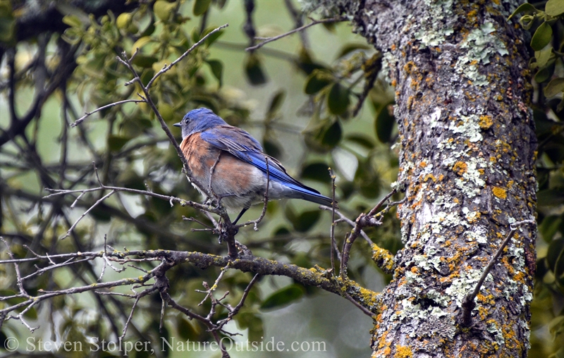 Western bluebird