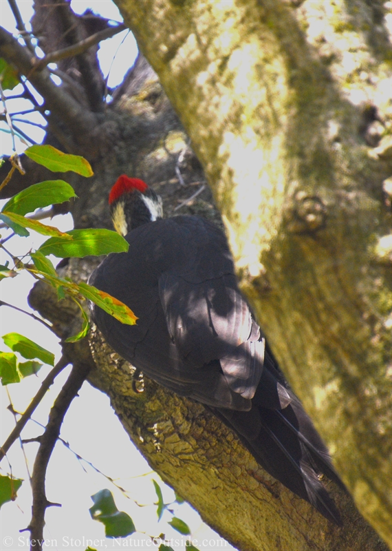 A Pileated woodpecker hunting for food.