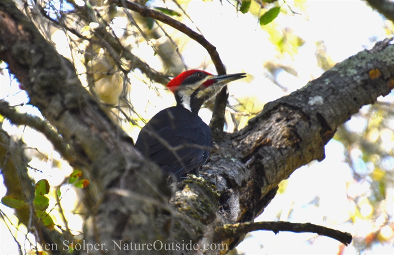 A Pileated woodpecker hunting for food.