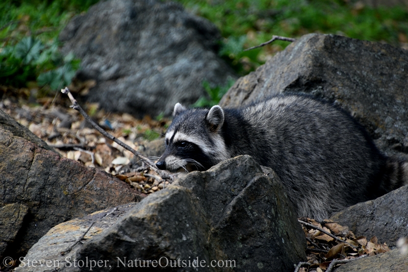 Raccoon reaching under rock