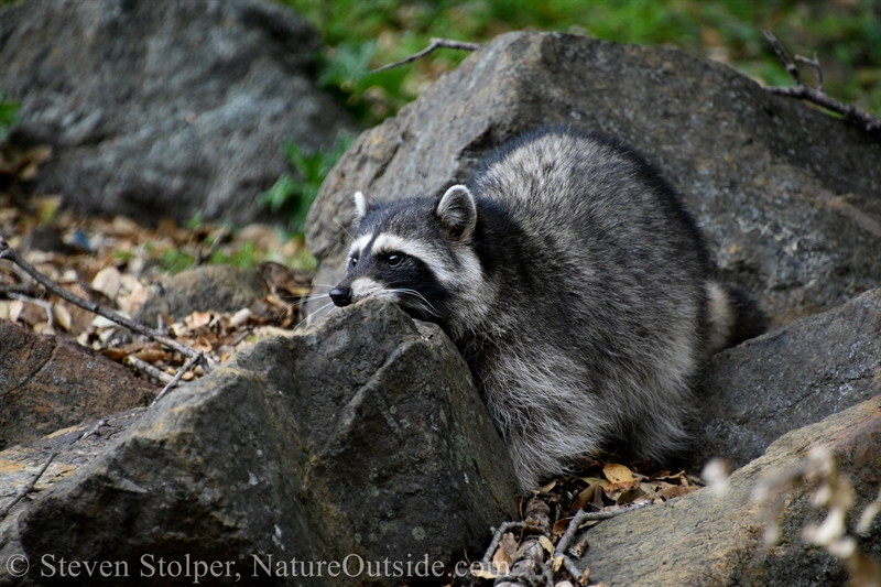 Raccoon foraging in leaf litter