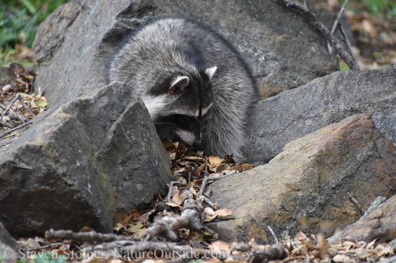 Raccoon foraging