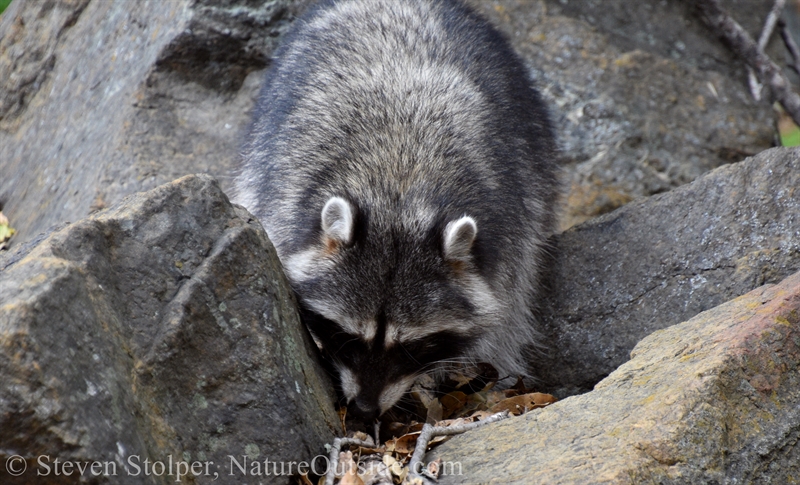 Raccoon foraging