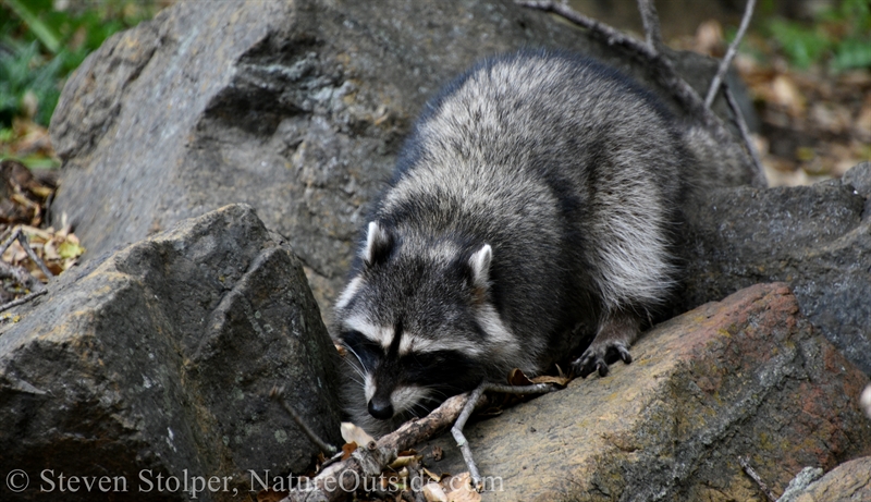Raccoon feeling for food