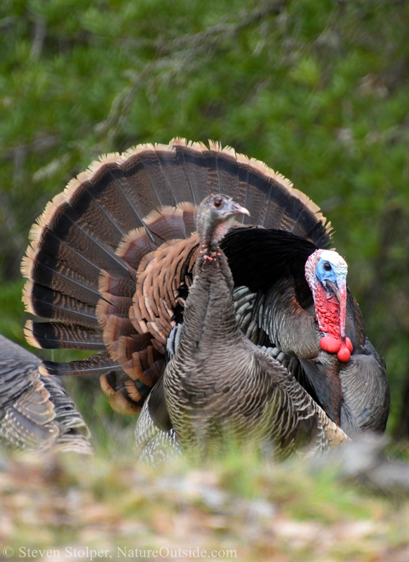 A male Turkey on display.