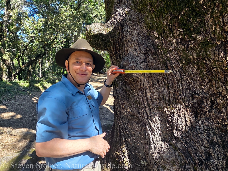 measuring tree dbh with tool