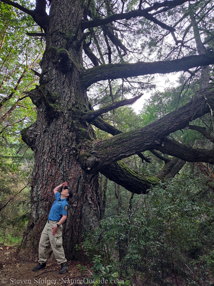 Douglass fir with hiker