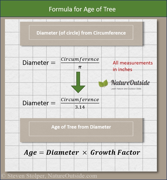 Formula to estimate age of tree