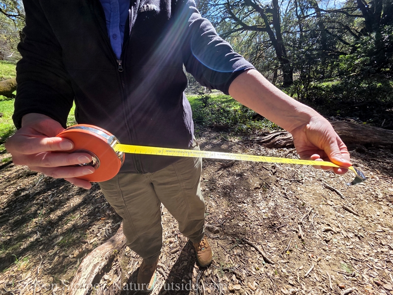 special tape measure to find DBH