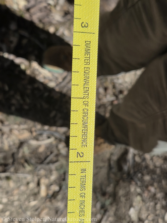 special tape measure to find diameter