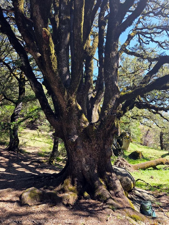 Canyon live oak