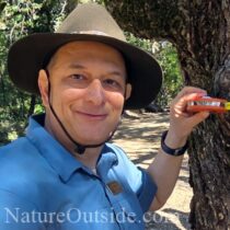 tree and tape measure