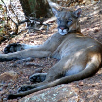 Mountain Lion Laying Down