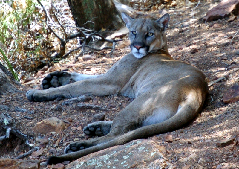 Mountain Lion Laying Down