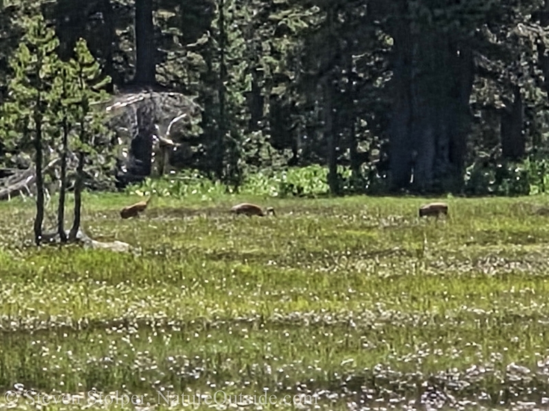 brown smudges in meadow