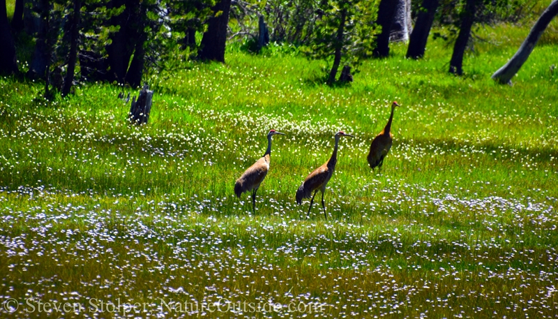 Three Sandhill Cranes foraging in the wet meadow.