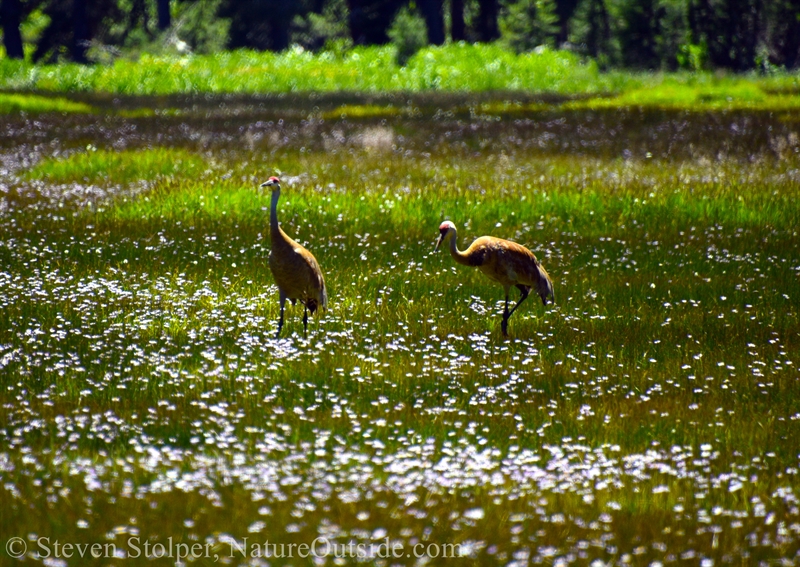 Sandhill Cranes paint themselves with mud to better blend in to their nesting area