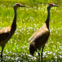 Sandhill Cranes